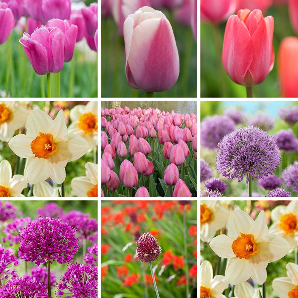 Tilbudspakke 'Flerårige Favoritter'